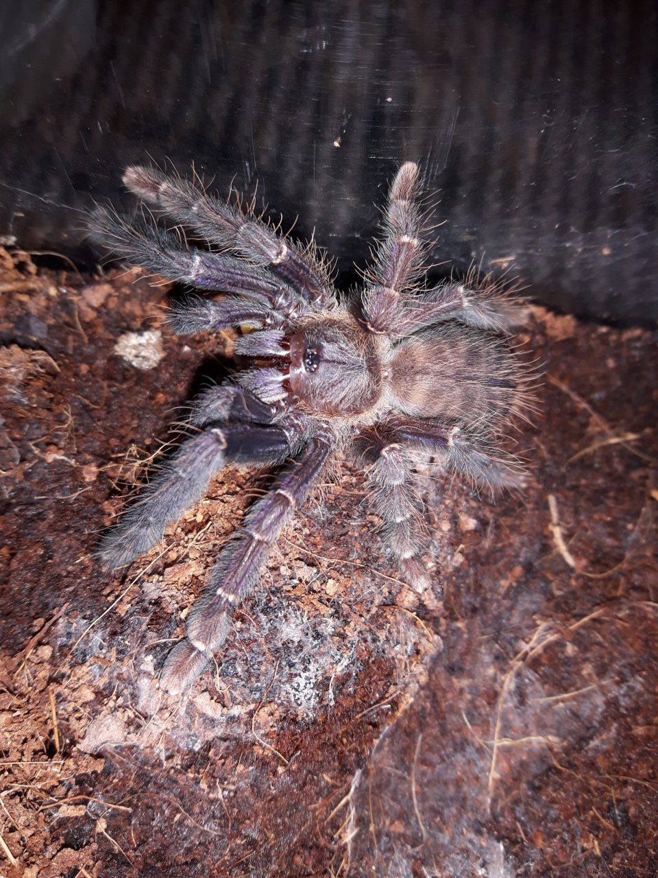 L. sp. Borneo black