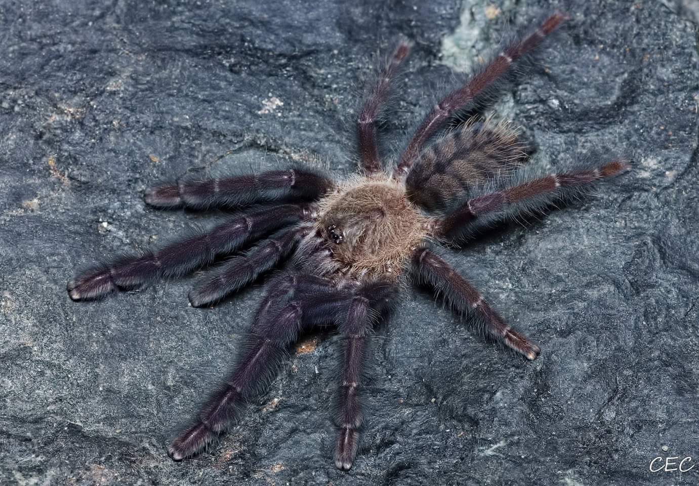 Lampropelma nigerrimum