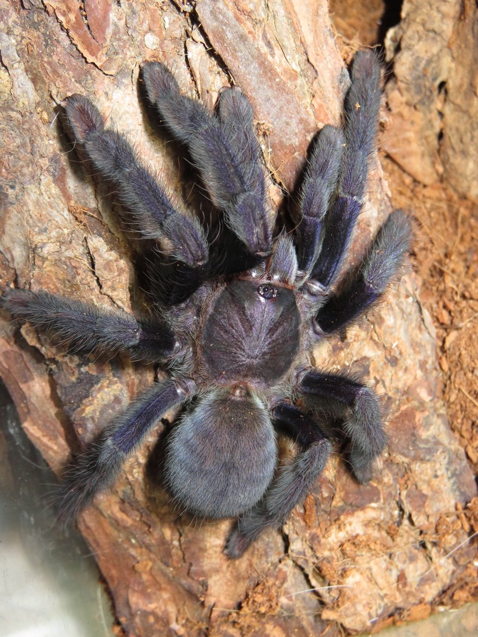 Lampropelma nigerrimum