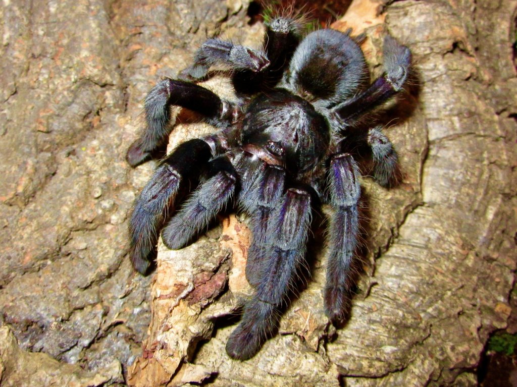 Lampropelma sp. 'Borneo Black'