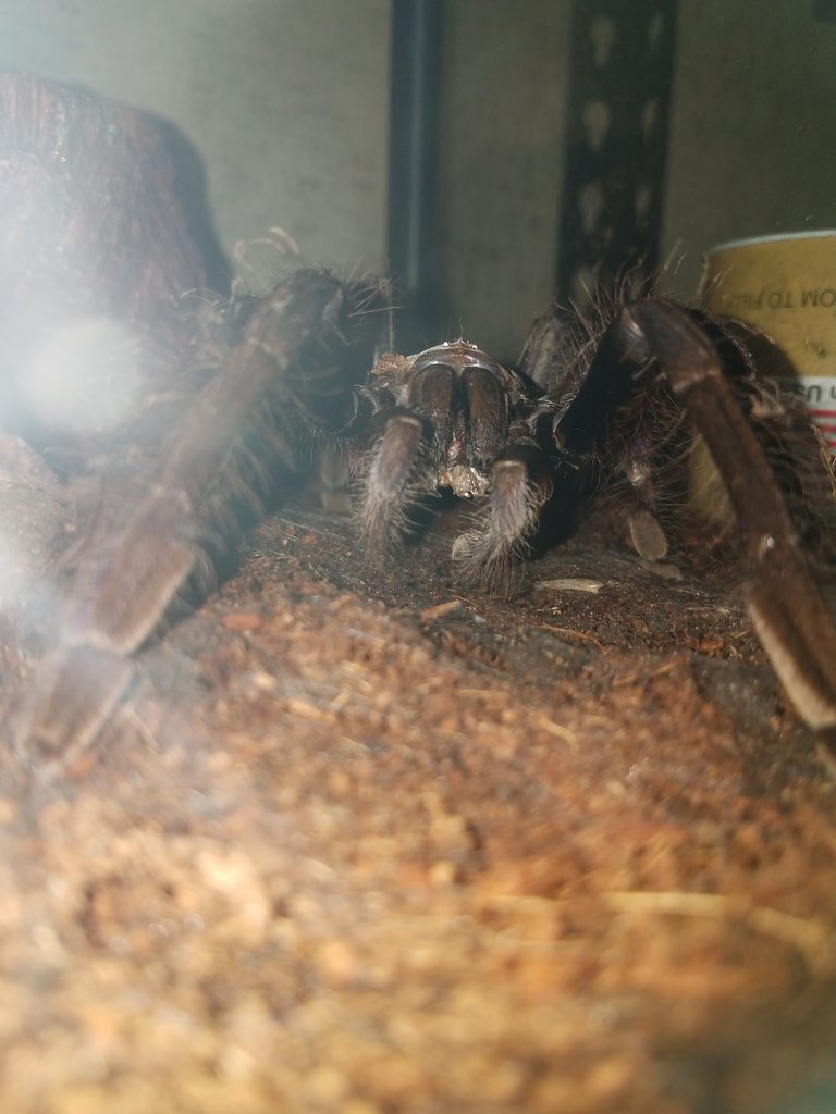 Lampropelma violaceopes eating