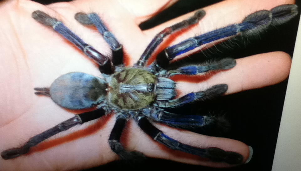 Lampropelma Violaceopes female