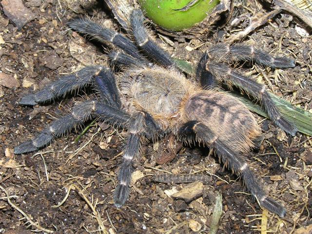 Lampropelma violaceopes