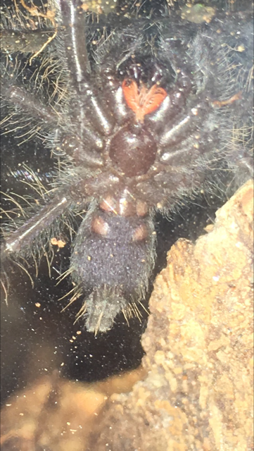 Lampropelma violaceopes