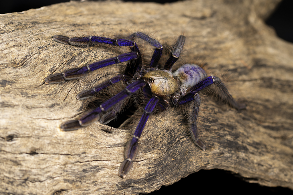 Lampropelma violaceopes