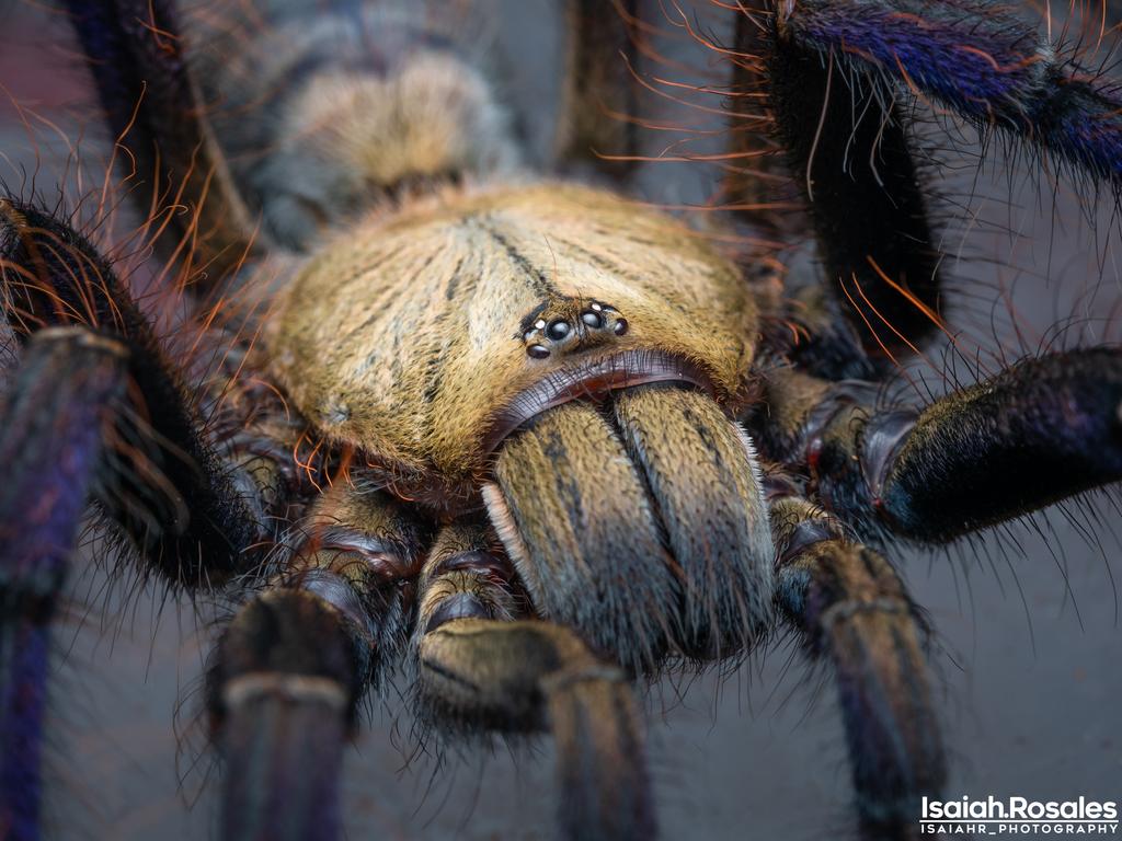 Lampropelma violaceopes