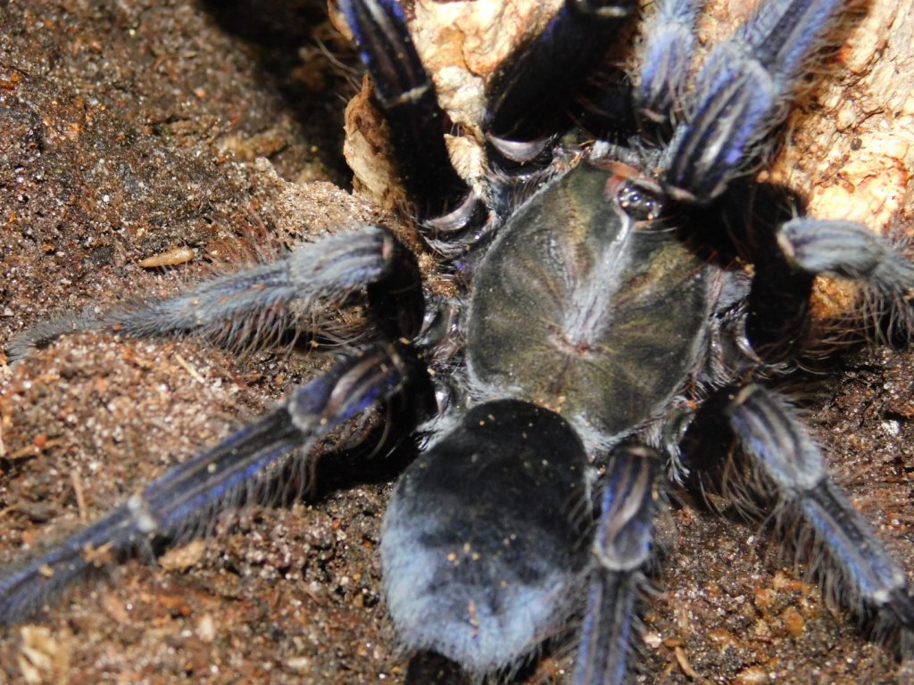 Lampropelma violaceopes