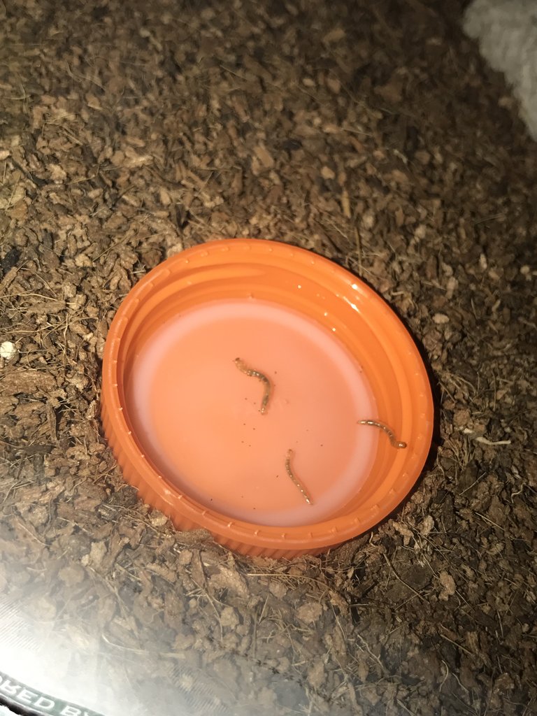 Larvae in Water Dish?