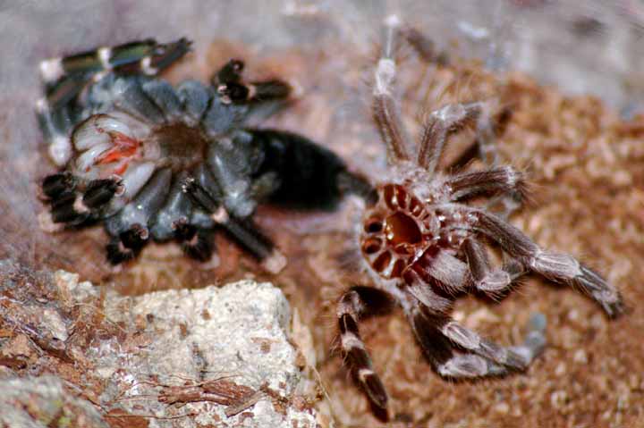 (Lasiodora cristata) Brazilian red and white molting