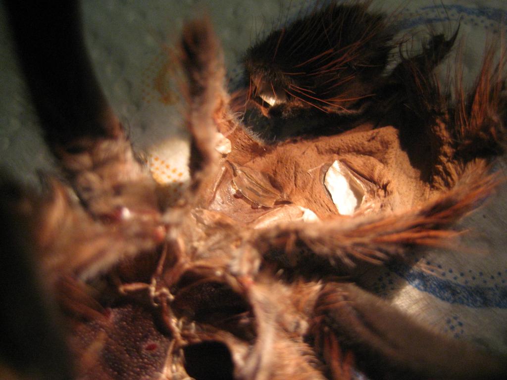 lasiodora cristata