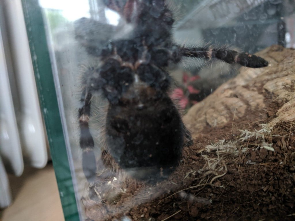 Lasiodora difficilis [3/4]