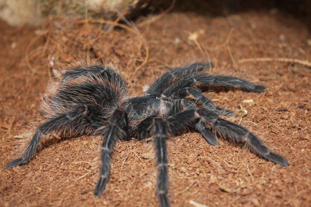 Lasiodora Difficilis or Parahybana?