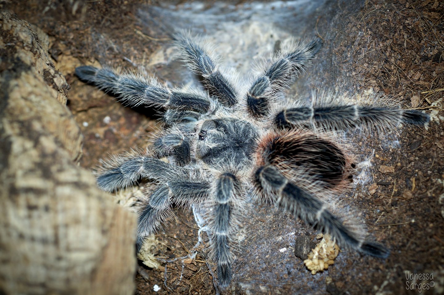 Lasiodora difficilis Sub-Adult Female - ~6"