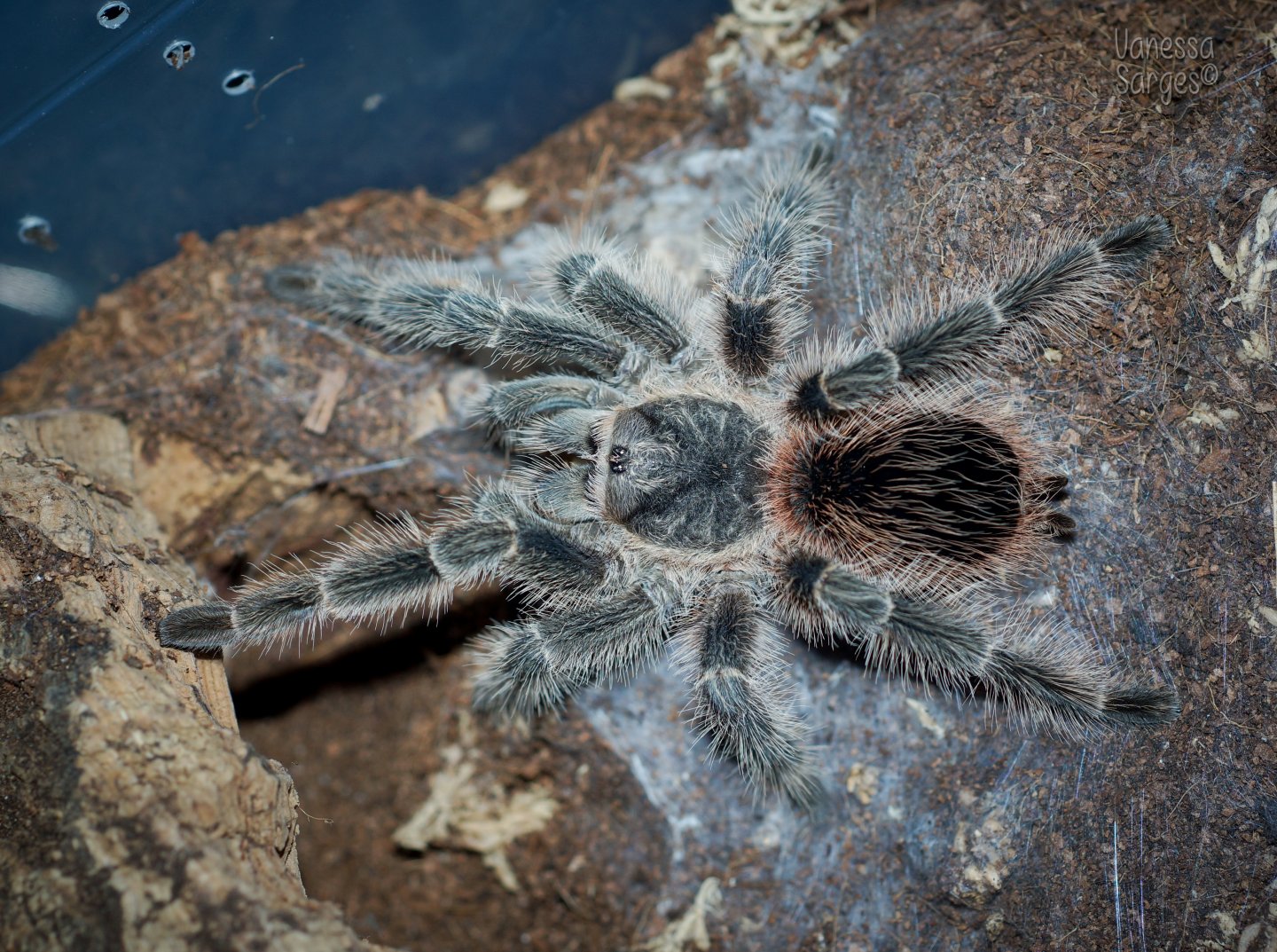 Lasiodora difficilis Sub-Adult Female