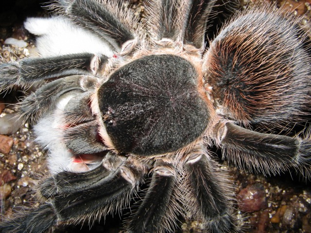 Lasiodora Difficilis