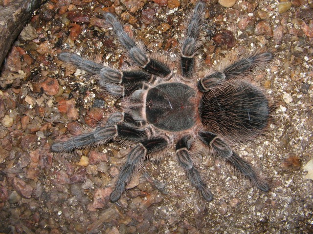 Lasiodora Difficilis