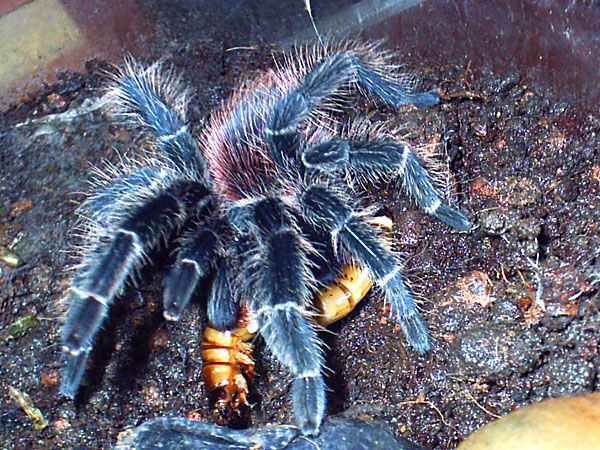 Lasiodora klugi