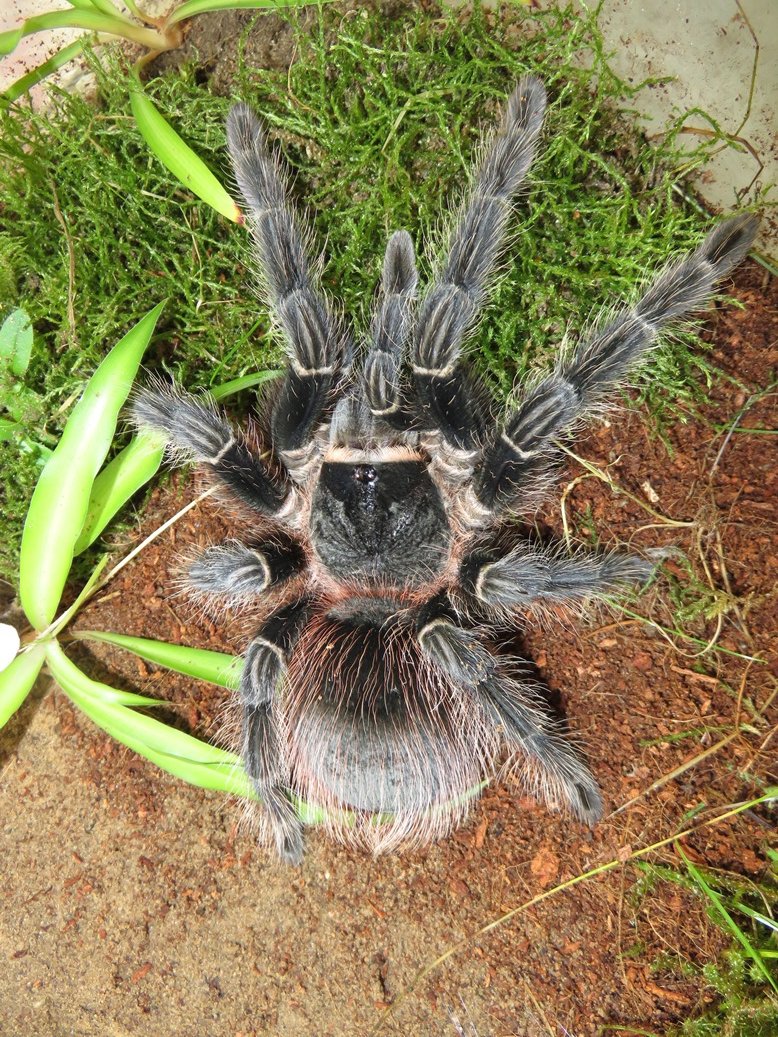 Lasiodora klugi