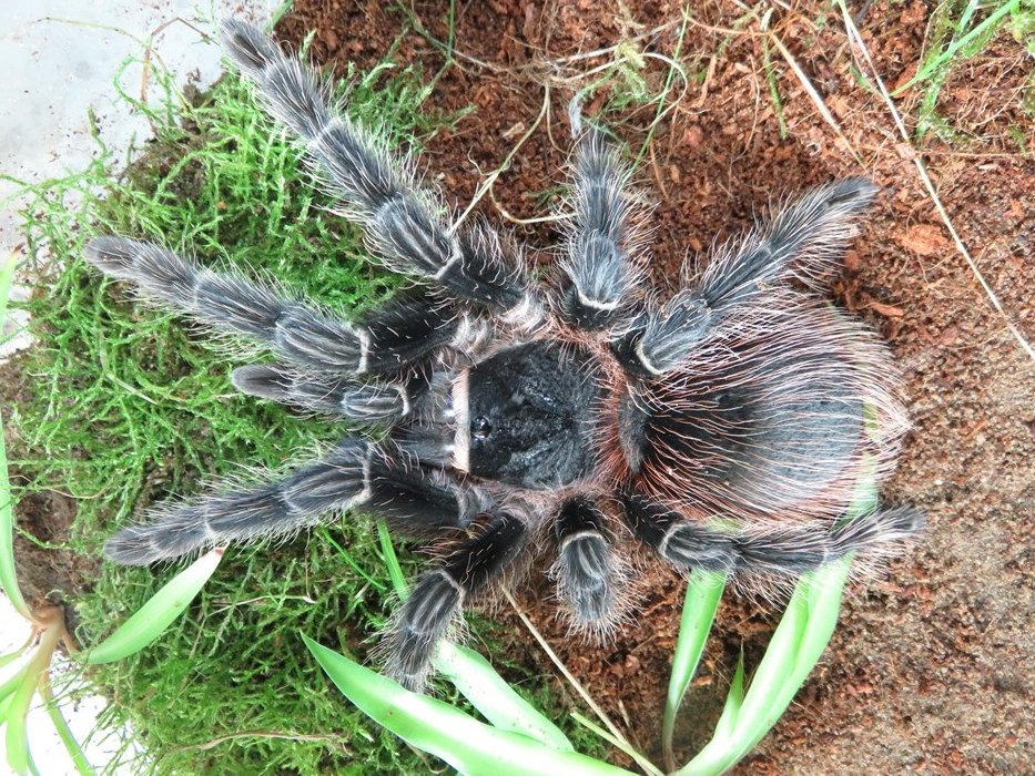 Lasiodora klugi