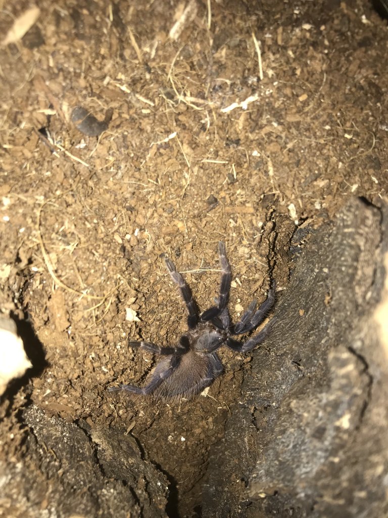 Lasiodora parahybana? (2/2)