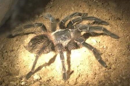 Lasiodora parahybana 6"+ female