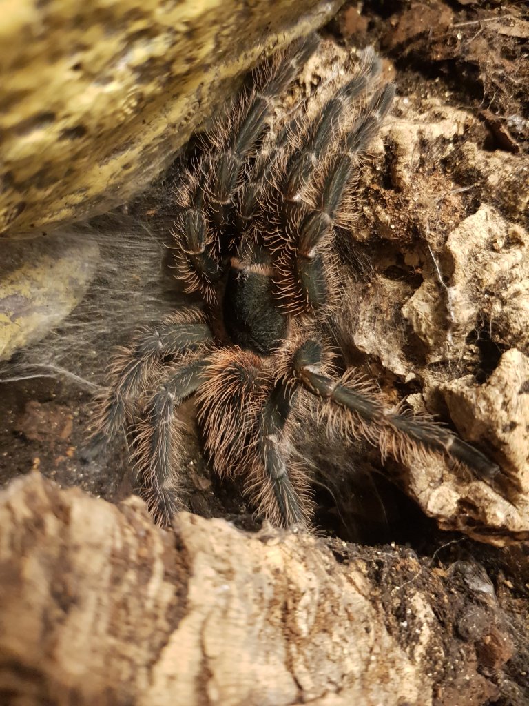 Lasiodora Parahybana in new clothes