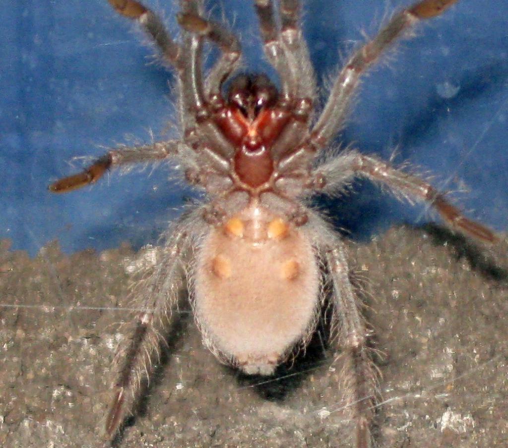 Lasiodora Parahybana male or female?
