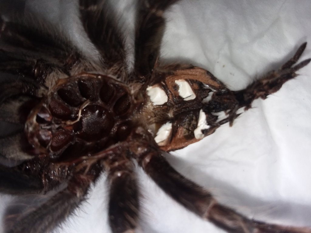 Lasiodora parahybana [molt sexing]