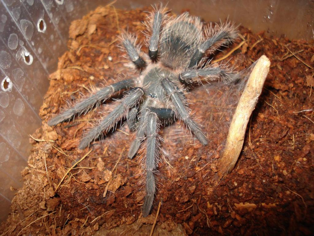 Lasiodora parahybana moulting part 5