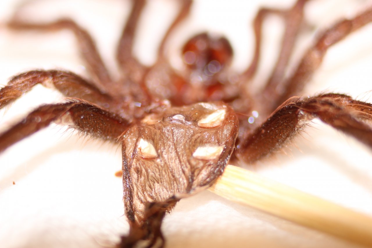 Lasiodora parahybana - She's a girl!