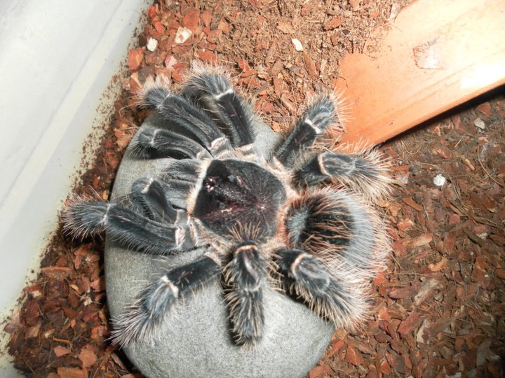 Lasiodora Parahybana