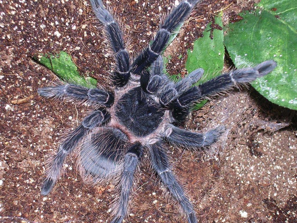 Lasiodora parahybana