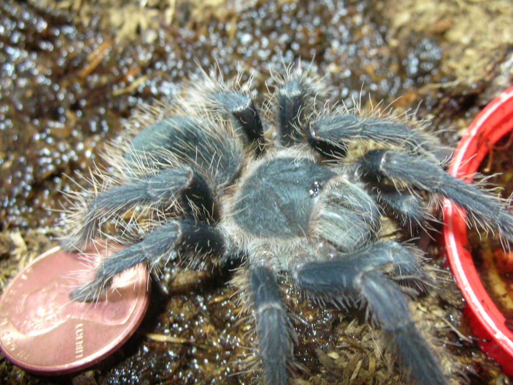 Lasiodora parahybana