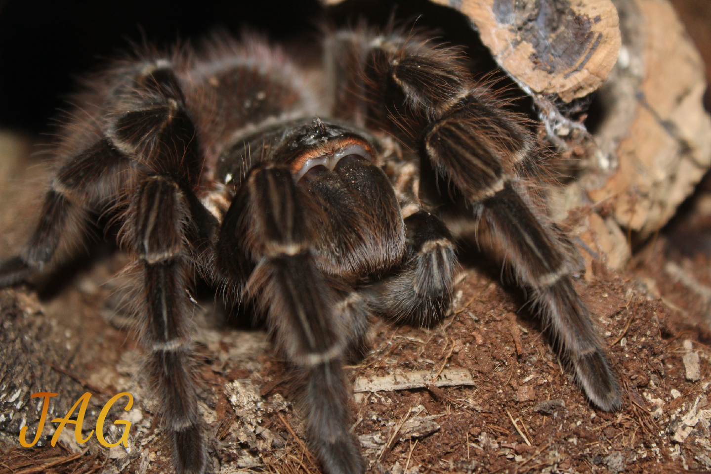 Lasiodora parahybana