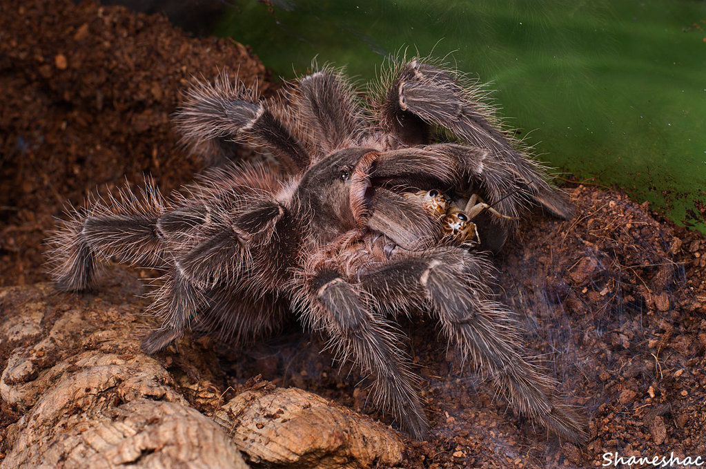 Lasiodora parahybana