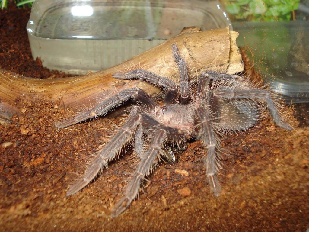 Lasiodora parahybana