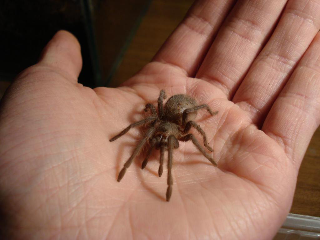 Lasiodora parahybana