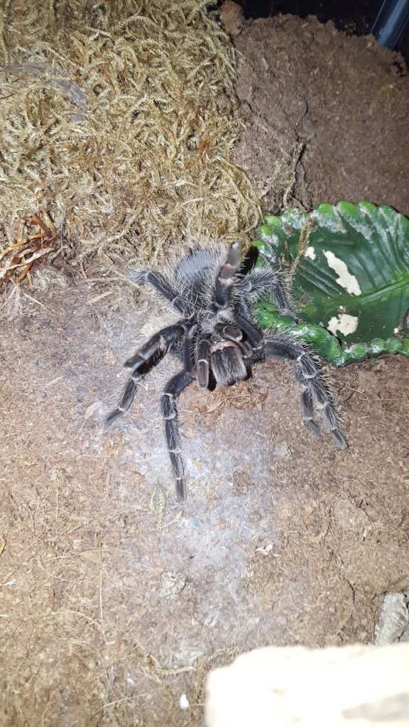 Lasiodora Parahybana