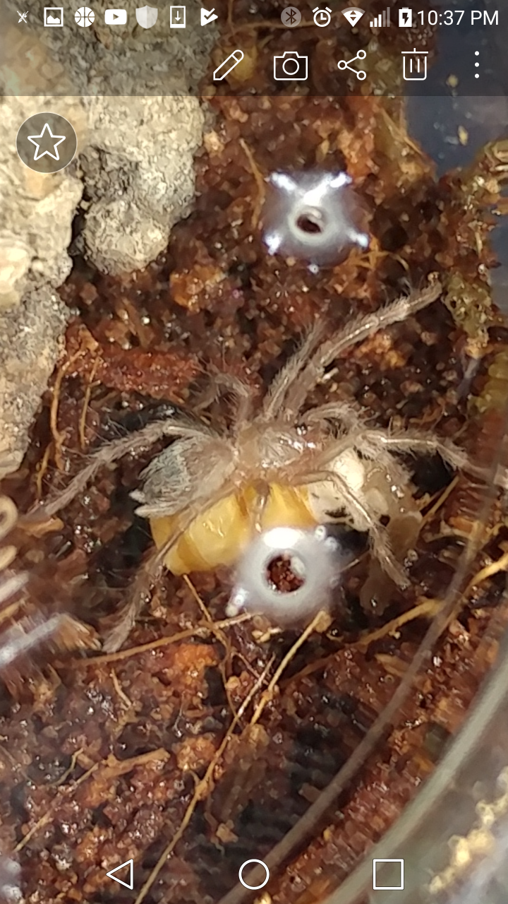 Lasiodora parahybana