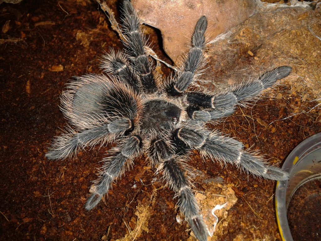 Lasiodora parahybana