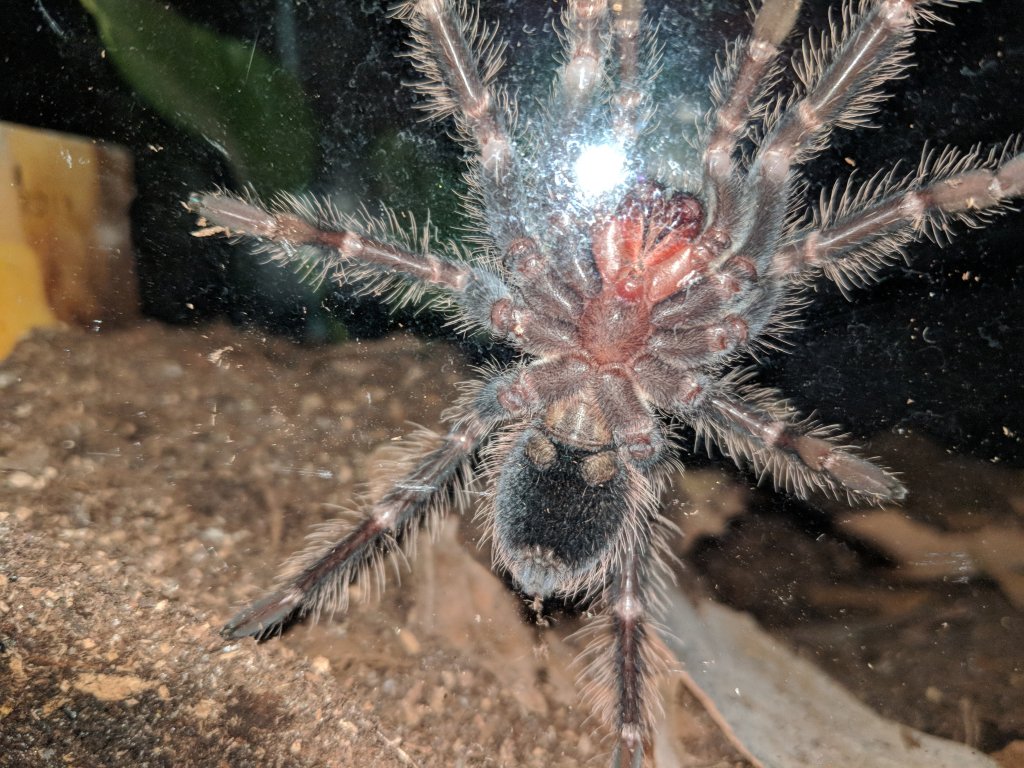 Lasiodora parahybana