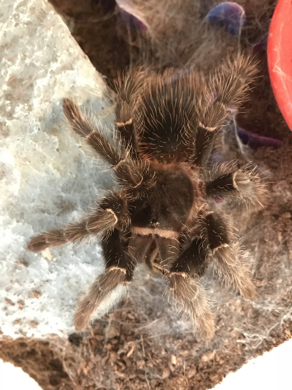 Lasiodora parahybana