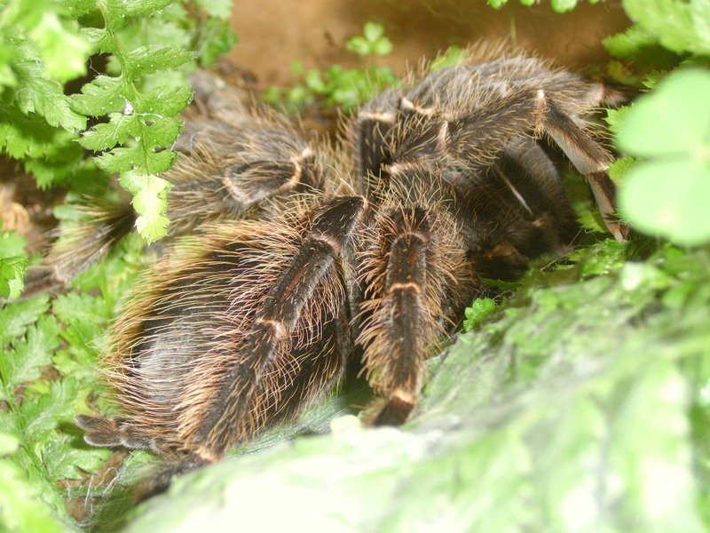 Lasiodora parahybana