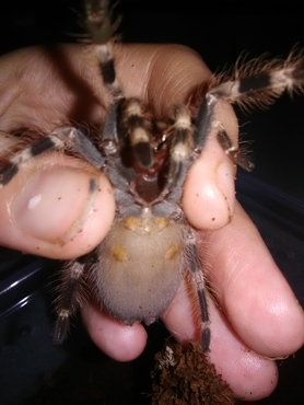 Lasiodora Parahybana