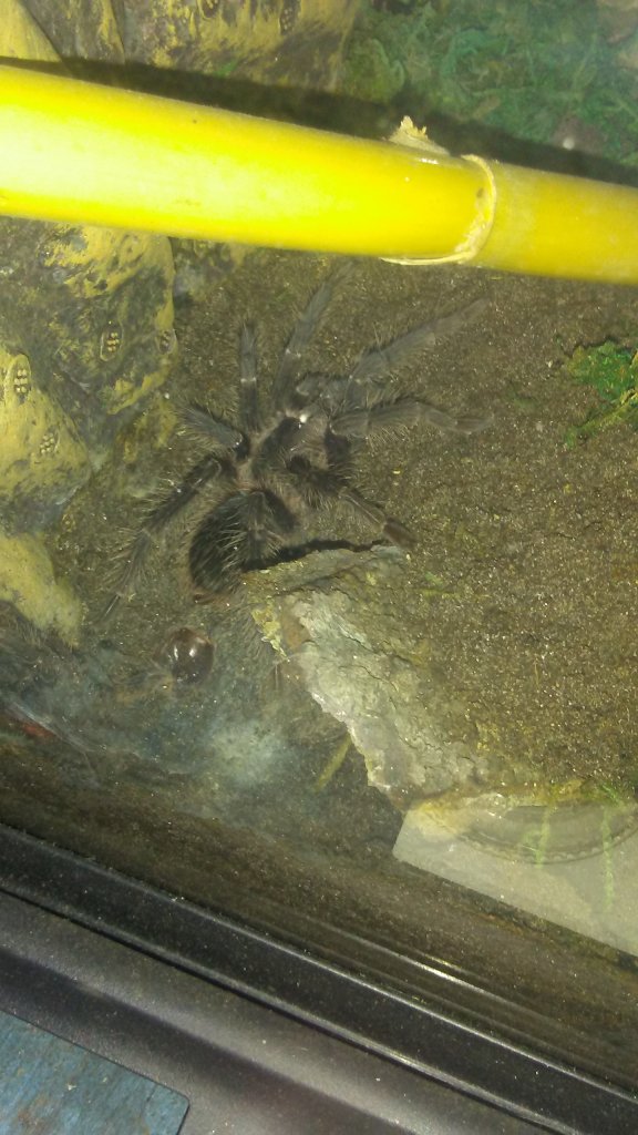 Lasiodora parahybana