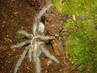 Lasiodora Striatipes