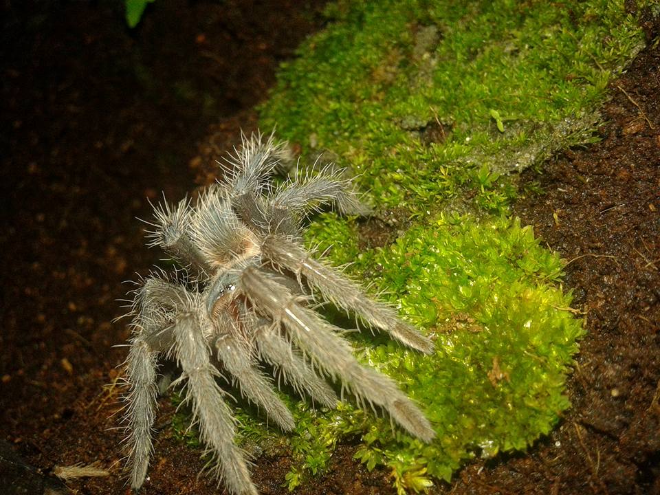 Lasiodora Striatipes