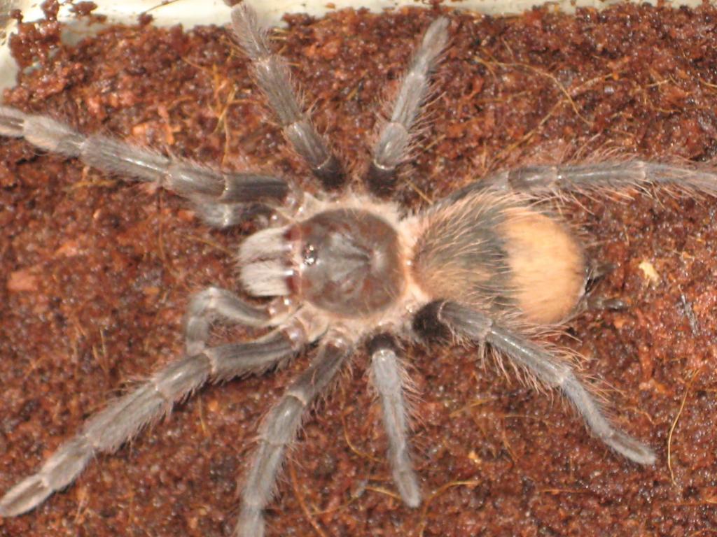 Lasiodora Striatipes