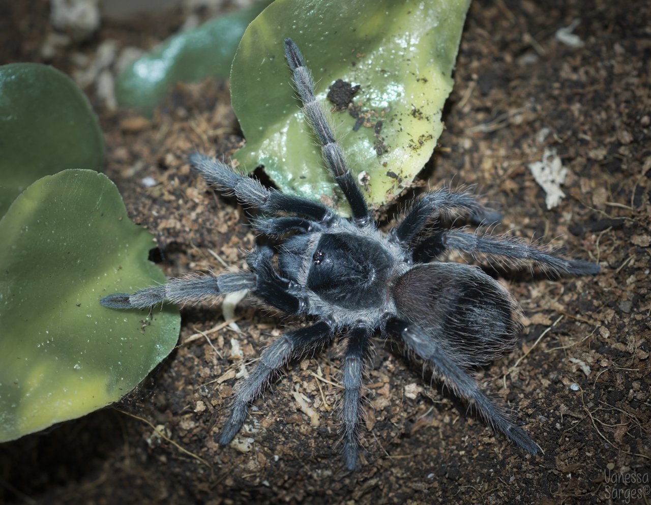 Lasiodorides polycusplulatus