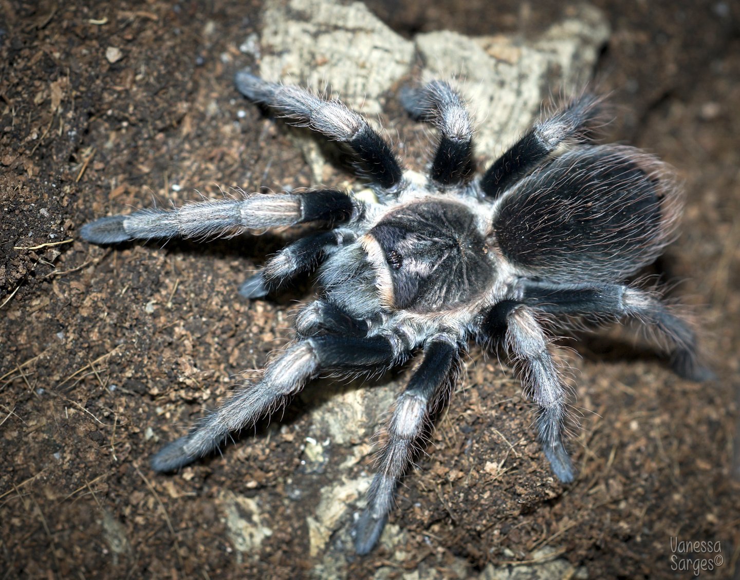 Lasiodorides polycuspulatus Juvenile Male